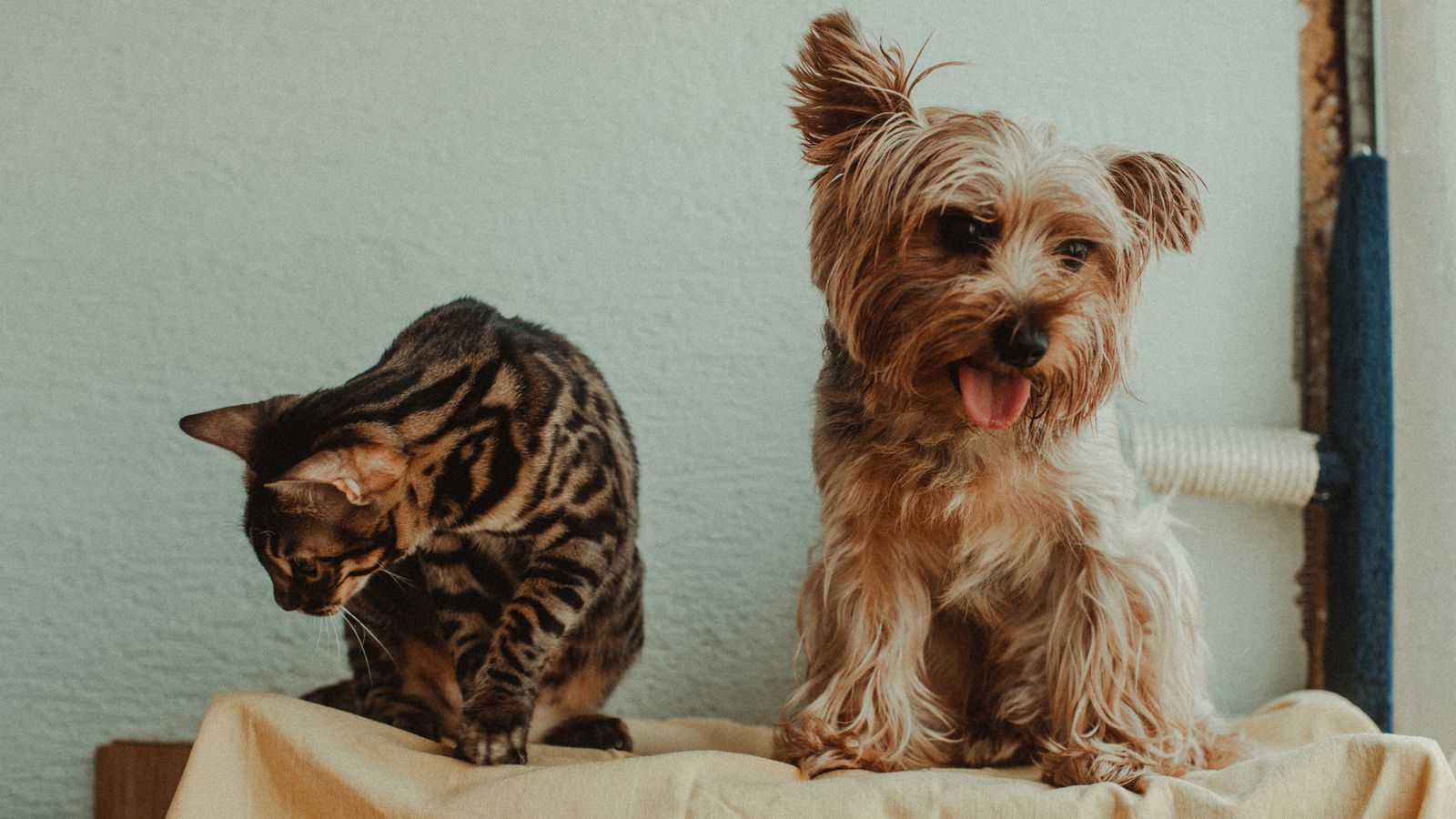 Symbolbild Tiere